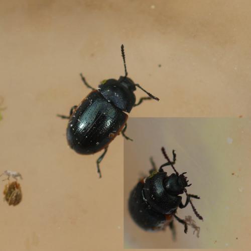 Réf. 255 452 : Prasocuris glabra